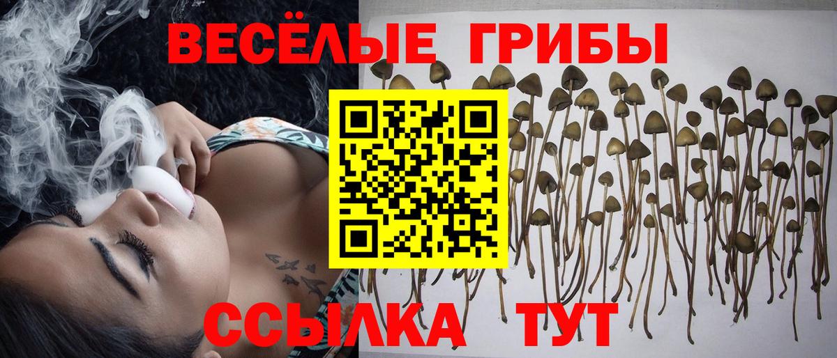 Галлюциногенные грибы Cubensis  Вход с VPN  Лесосибирск 
